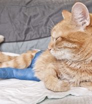 Rehabilitation after broken legs in cats