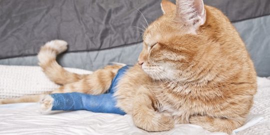 Cat with broken leg in cast