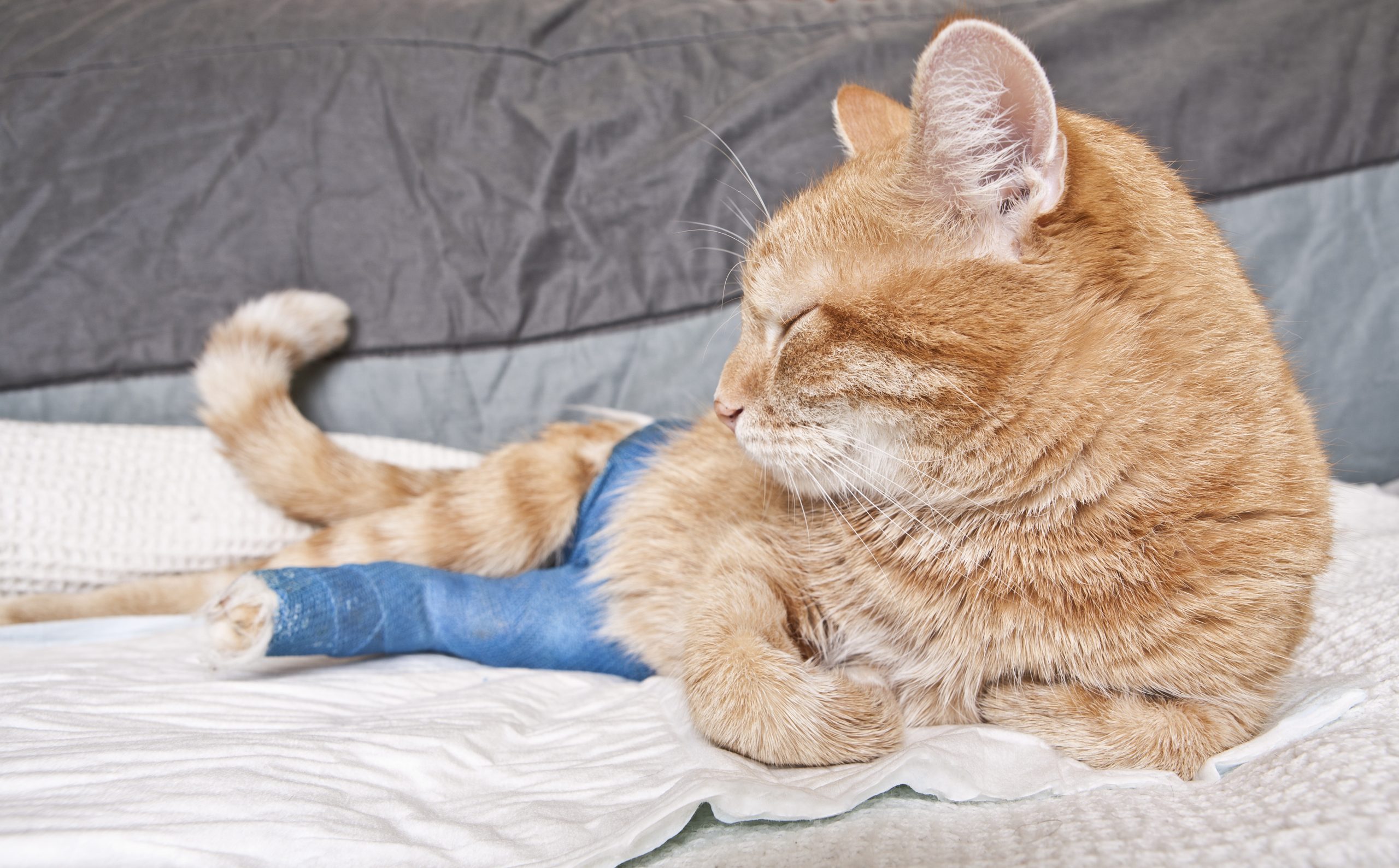 Cat with broken leg in cast