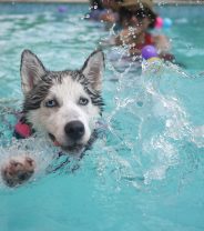 Is hydrotherapy for healthy dogs OK?