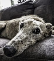 What are the signs of dementia in dogs?