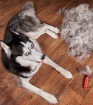 Breeds of dogs that don’t moult