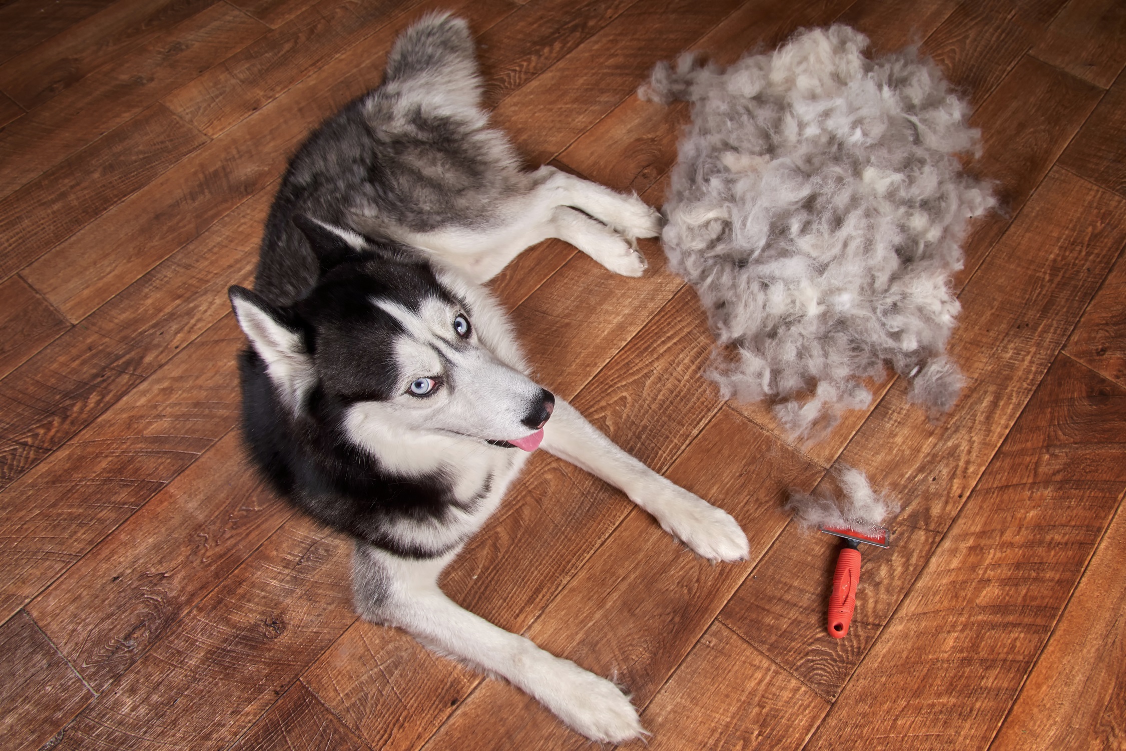 Best brush best sale for husky coat