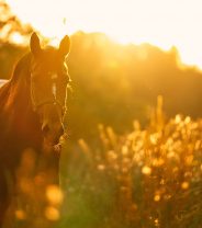 Can Horses get Hayfever?