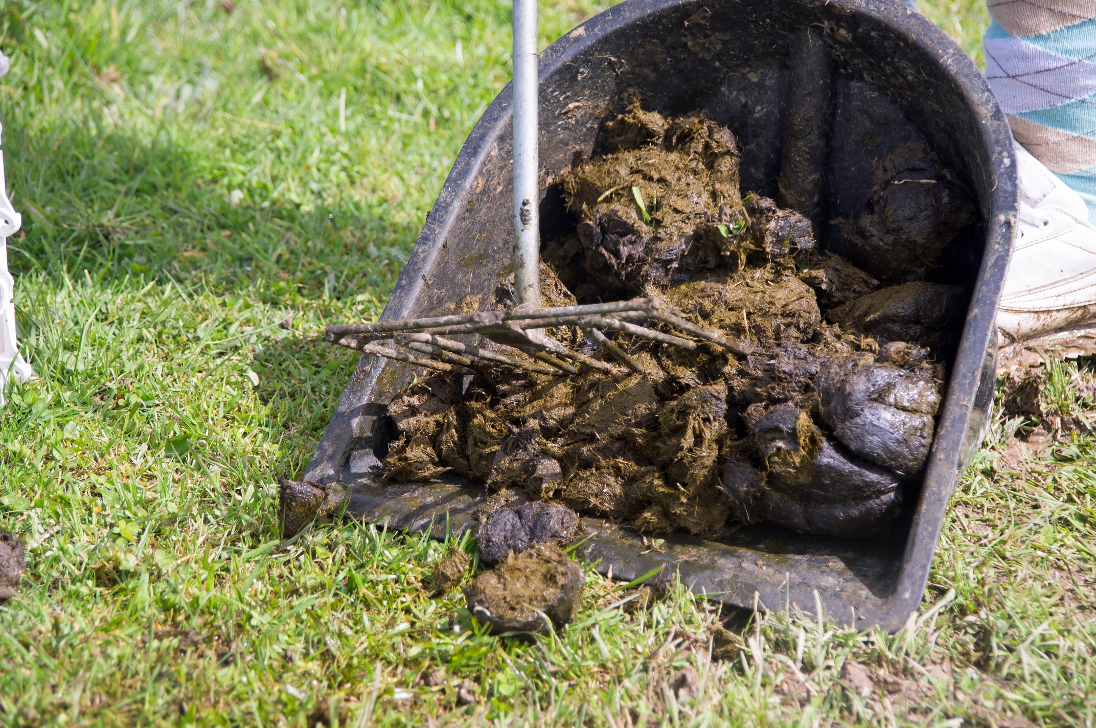 Worm Egg Counts in horses are they worth it? Vet Help Direct