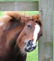 6 ways to treat sweet itch in horses