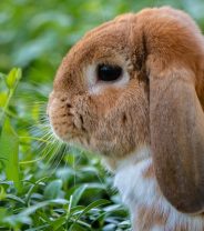 Can I catch diseases from my rabbit?