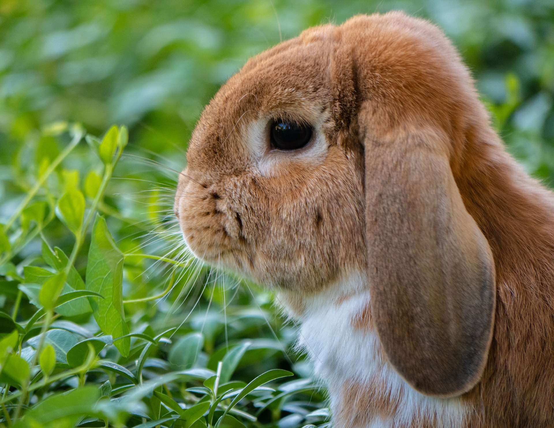 can rabbits spread disease to dogs