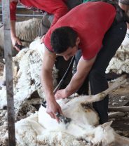 Why do sheep need to be sheared?