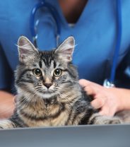 How do I choose a Vet for my cat?