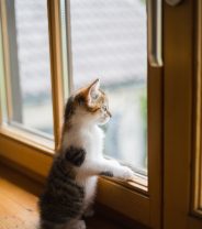 Do cats get separation anxiety?