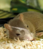 How are hamsters, rats and gerbils put to sleep (euthanased)?