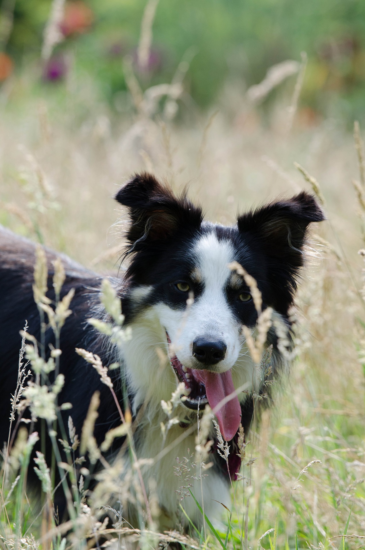 Border Collie in long grass