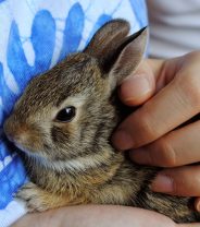 Do rabbits make good family pets?