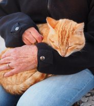 What's the best cat breed for cuddling?