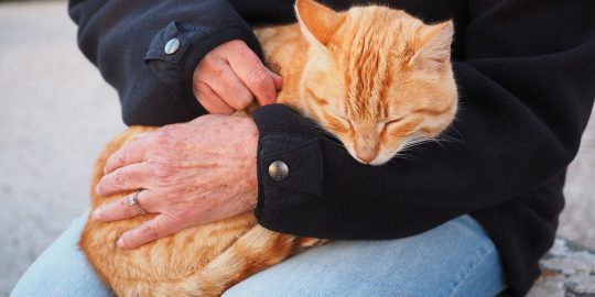 Cat sat on lap of owner