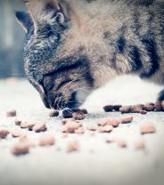 Cat food has NOT been proven to be the cause of pancytopenia, so what is happening to our cats?