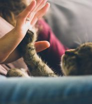 Why your cat's personality affects what flea and tick treatment is best…