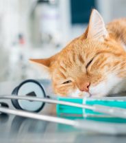 How safe is an anaesthetic in cats?