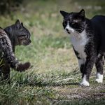 Two cats circling each other warily