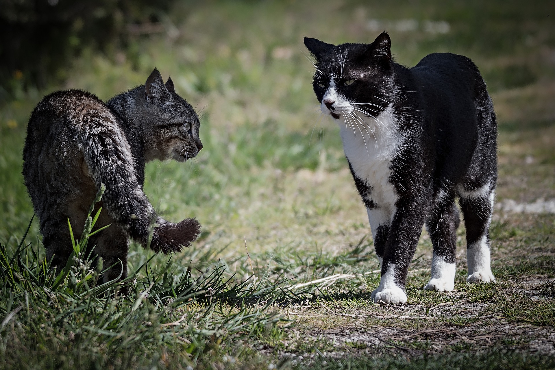 Domestic angry cat sitting in front of entry door. Kitten is