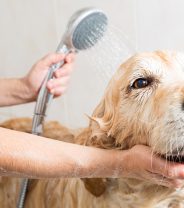 How often should dogs bathe?