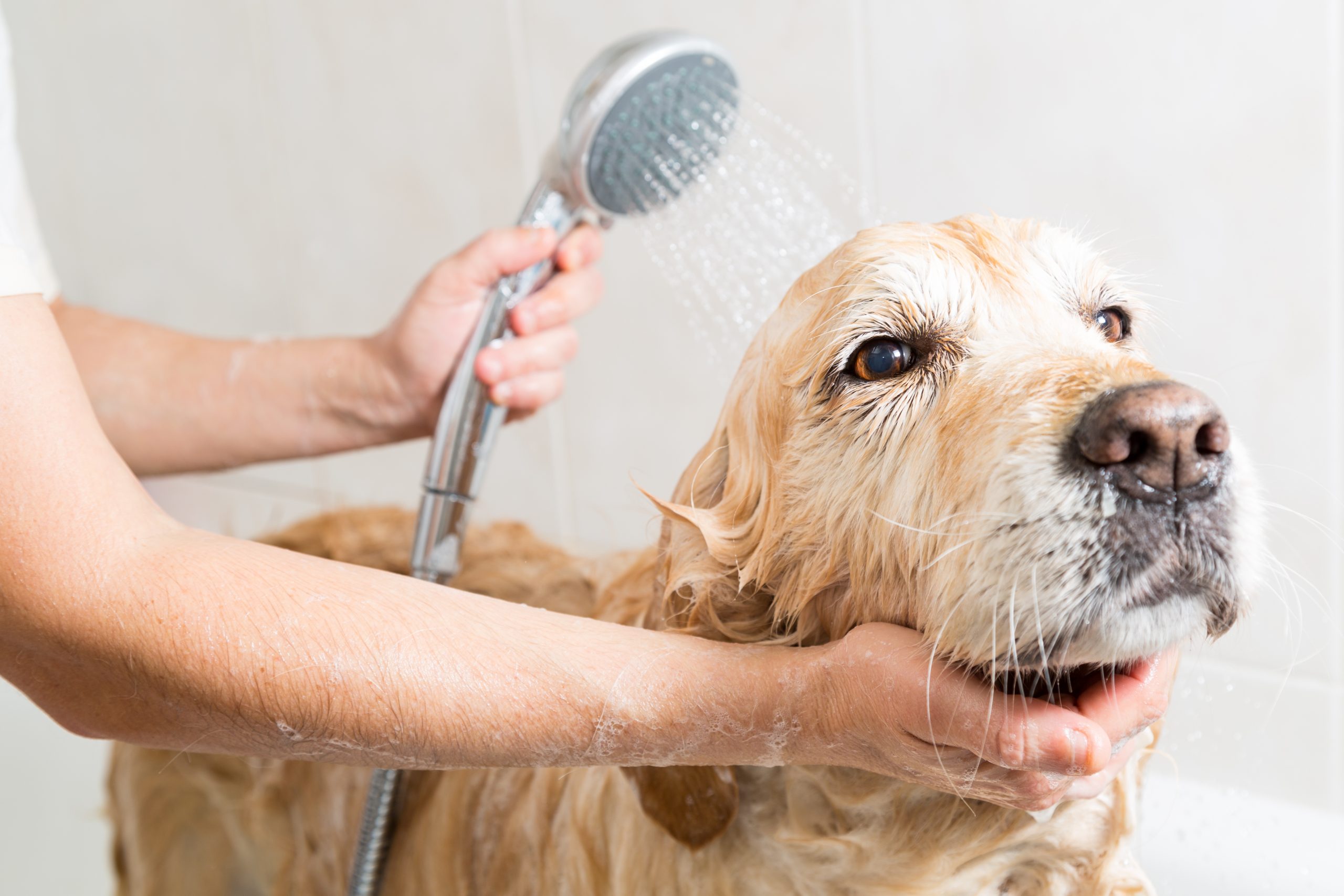 Dog having a bath