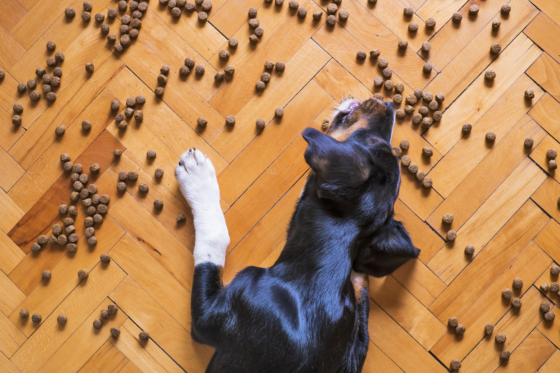 If I feed my puppy more will he grow bigger? - Vet Help Direct