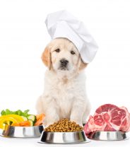 Home cooked, kibble, wet or raw - what's the best food for my dog?