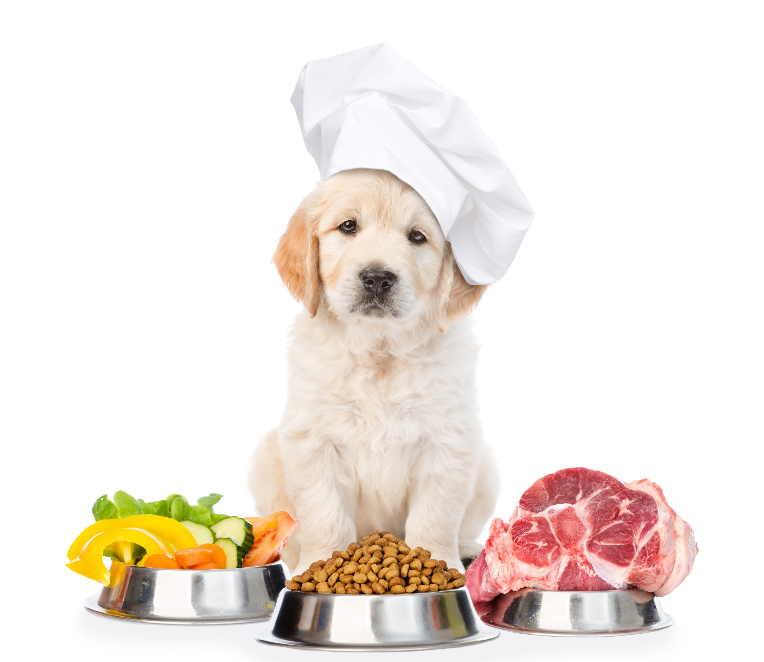 Home Cooked Kibble Wet Or Raw What s The Best Food For My Dog 