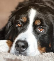 5 dog breeds that are good for beginners