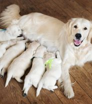 Insurance for breeding dogs; what’s included?