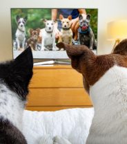 What is the best dog TV channel?