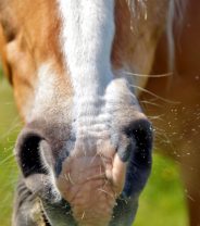 Can I catch diseases from my horse?
