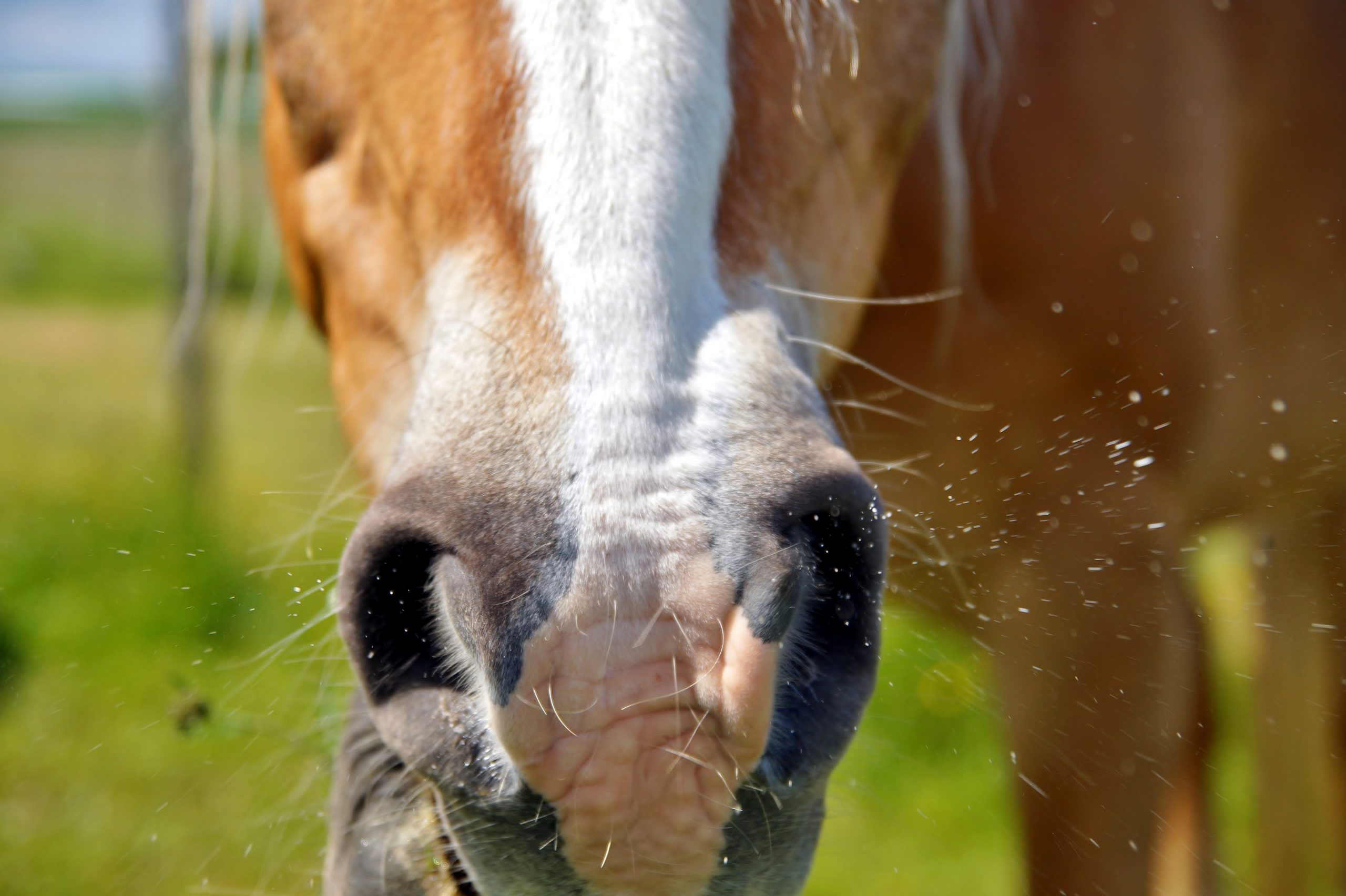 Can I catch diseases from my horse? Vet Help Direct