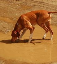 Is it safe for dogs to drink from puddles?