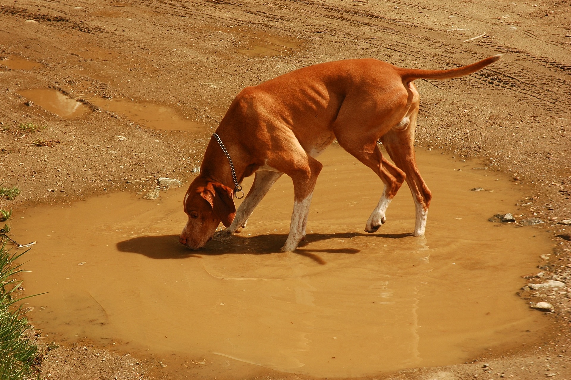 why does my dog drink dirty water