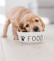 How often should I feed my puppy?