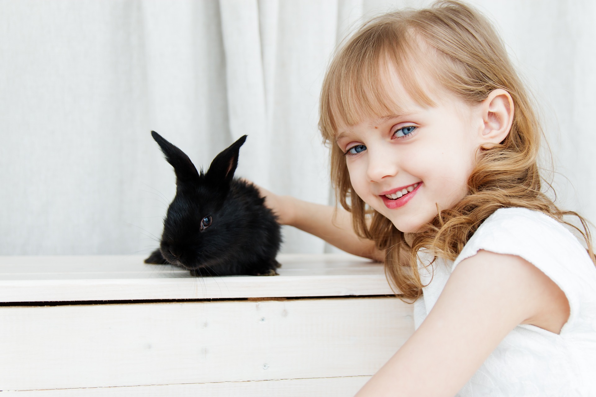 what-rabbits-are-cheapest-to-insure-vet-help-direct