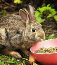 What food is best for rabbits?