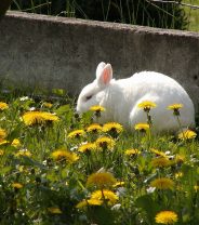 Moving house with an outdoor bunny - tips from a vet