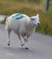 Why do sheep have paint on them?