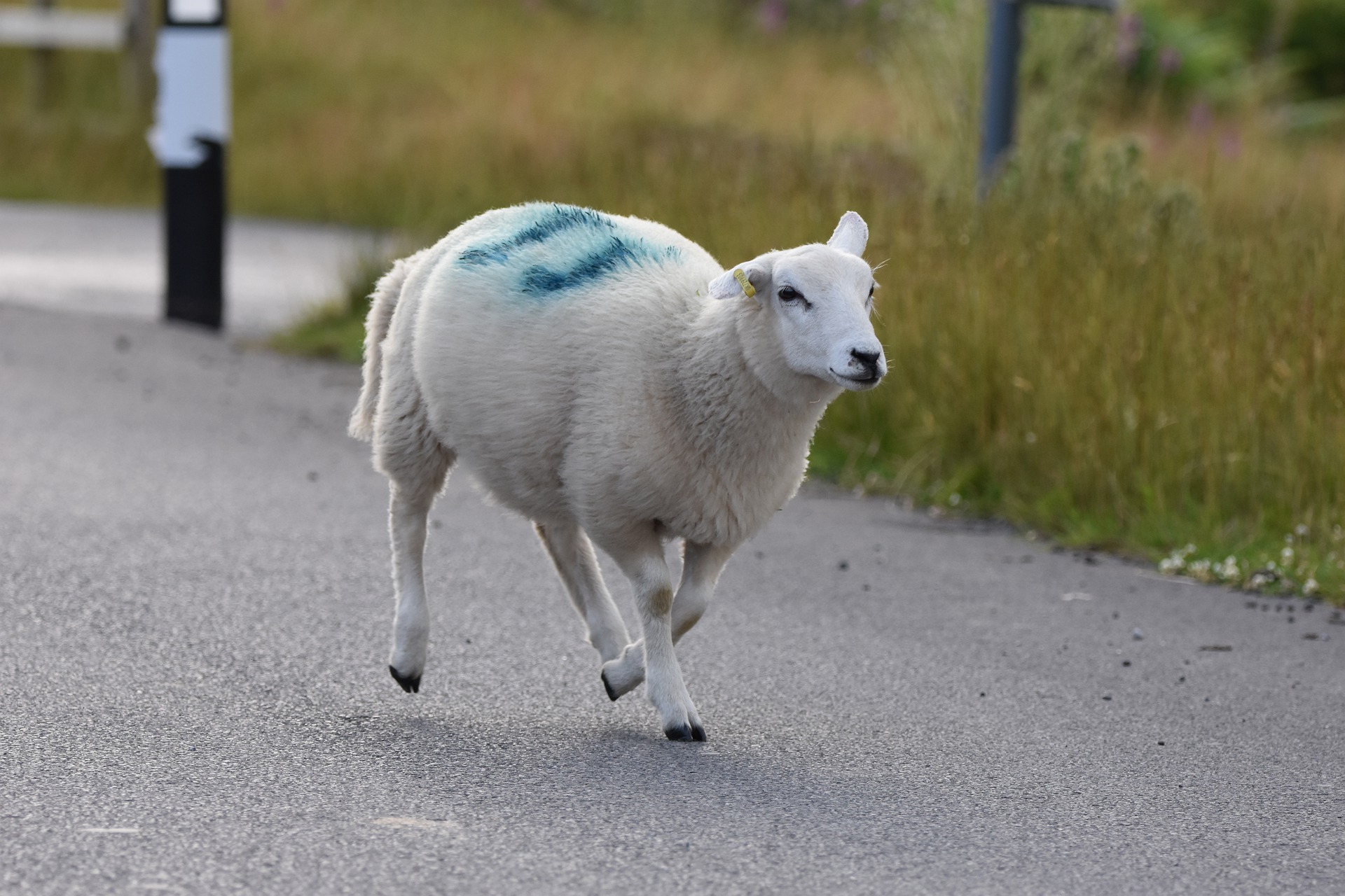 Why do sheep have paint on them? - Vet Help Direct