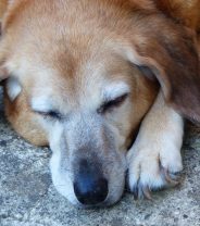 Is it OK to grieve for my dog?