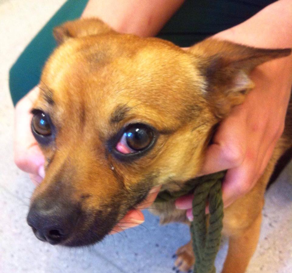 My Dog Always Has Red Eyes What Could It Be Vet Help Direct