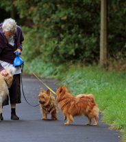 Should I employ a dog walker to keep my dog fit?
