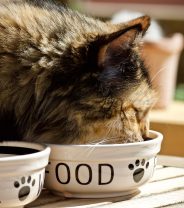 Do different breeds of cat need different diets, like dogs do?