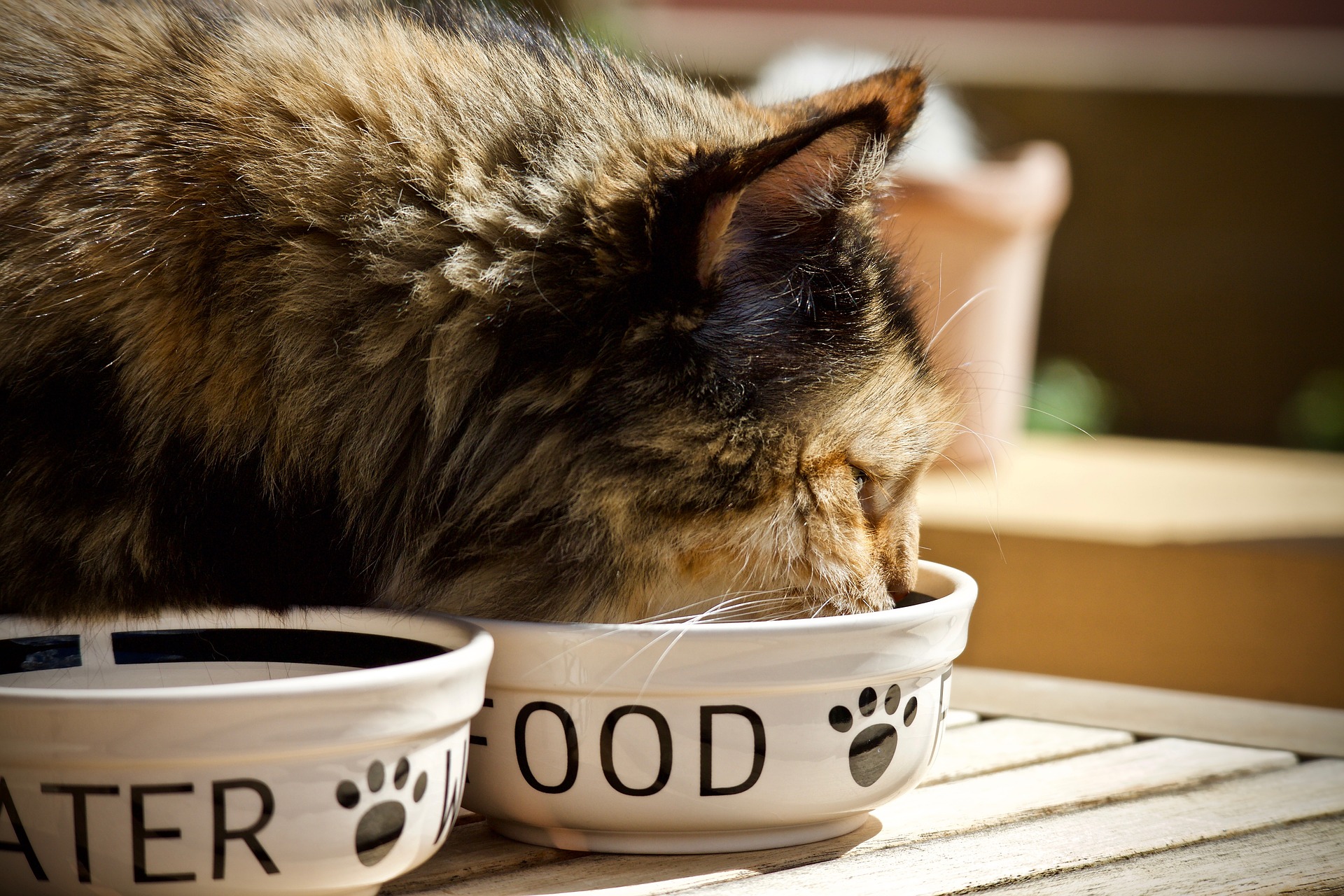 Breed specific best sale cat food