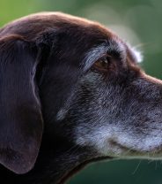 Can I get pet insurance for an older dog?