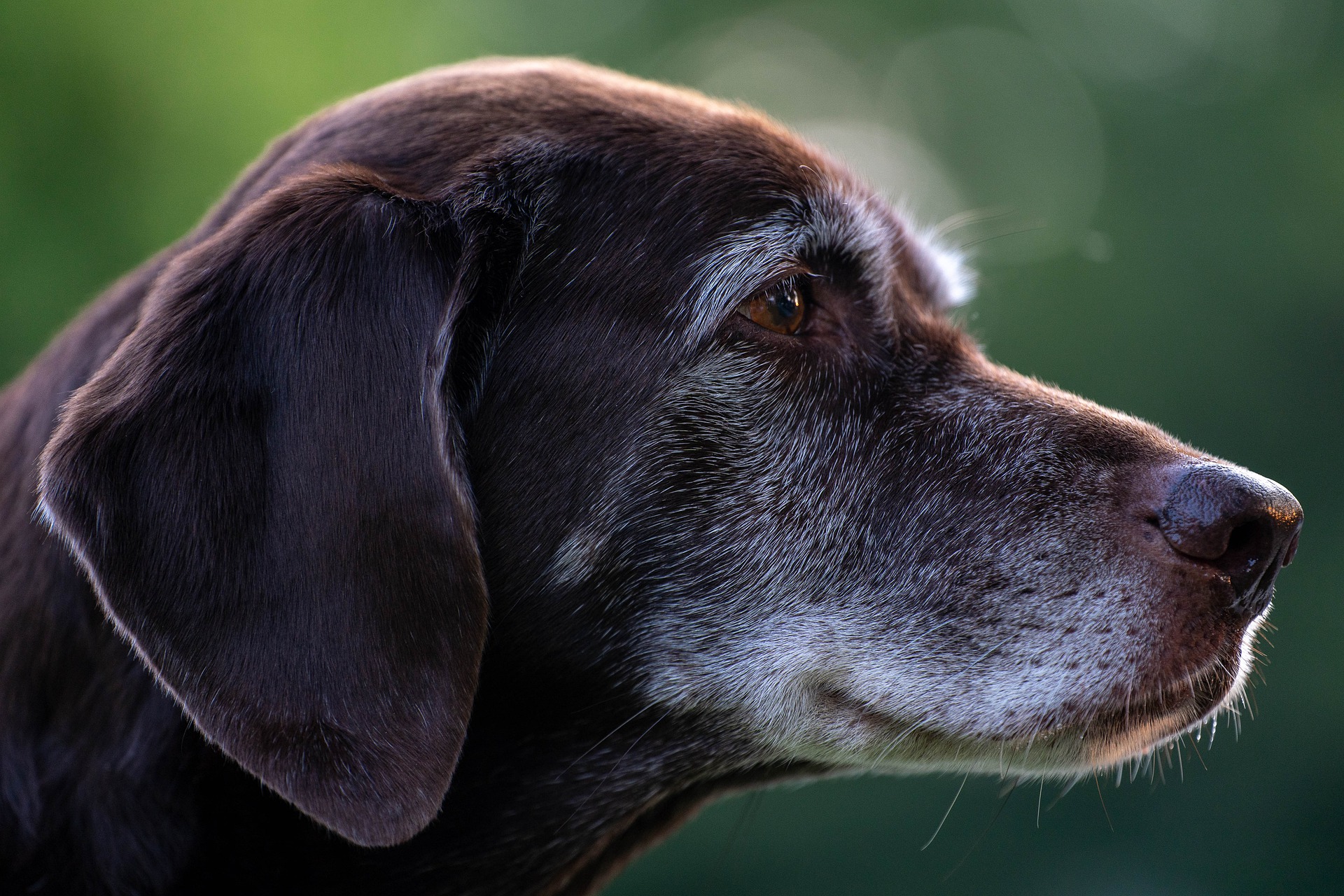 can you insure an older dog